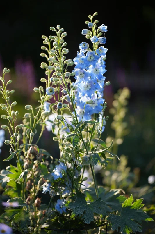 Blauwe ridderspoor - tuinontwerp Mijdrecht en Noordse Dorp