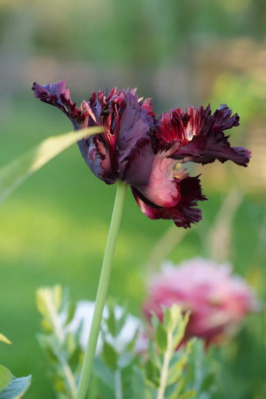 Donkerpaarse parkiettulp - beplantingsadvies Nieuwkoop