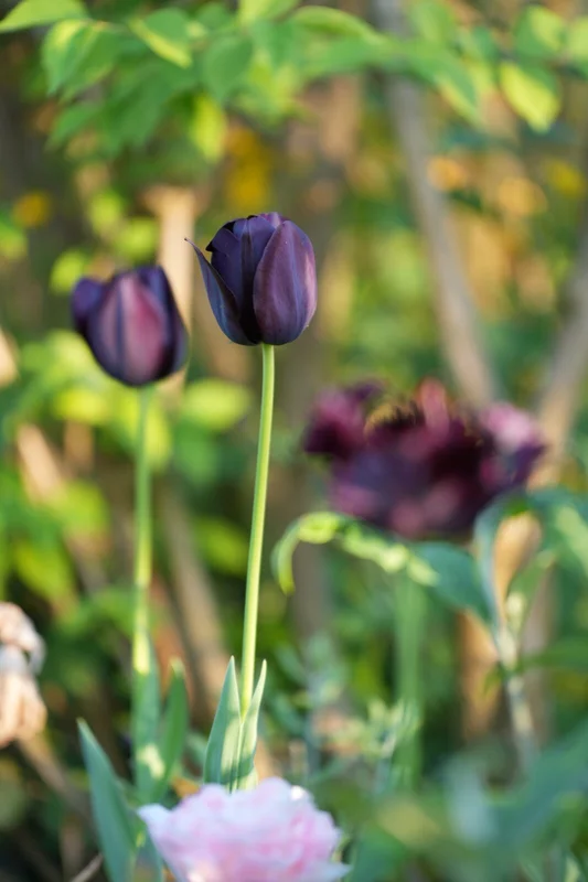 Donkerpaarse tulp in lentetuin - beplantingsplan Woerdense Verlaat