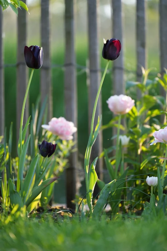 Donkerpaarse tulpen met roze pioenrozen - tuinontwerp Vinkeveen