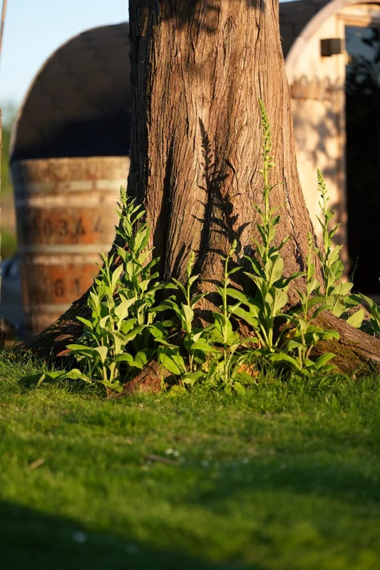 Groene beplanting bij houten vaten - tuinadvies Woerden omgeving Leiden