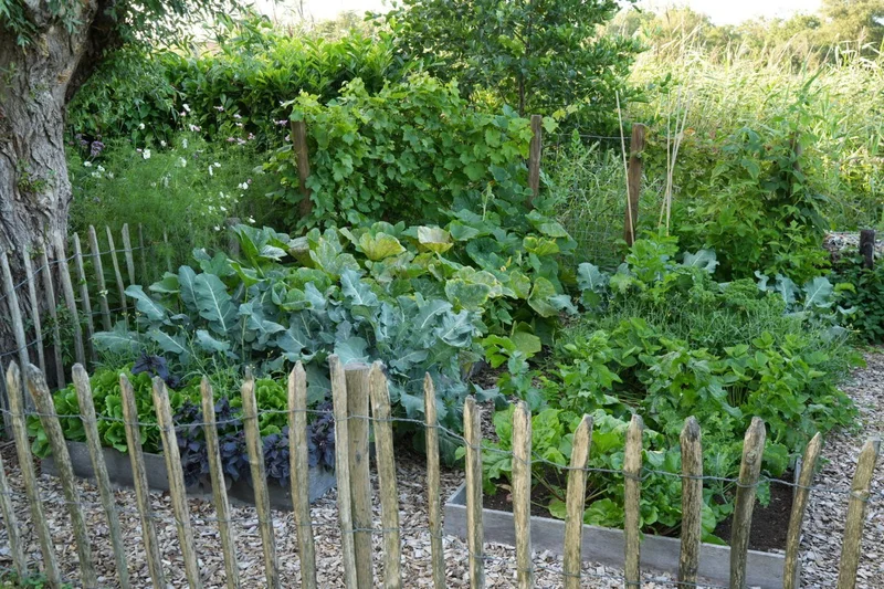 Moestuin met groentebedden en kastanjehek - landelijke tuinontwerp Woerdense Verlaat