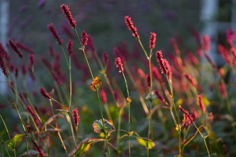 Persicaria duizendknoop in herfsttuin met avondlicht - beplantingsadvies De Ronde Venen