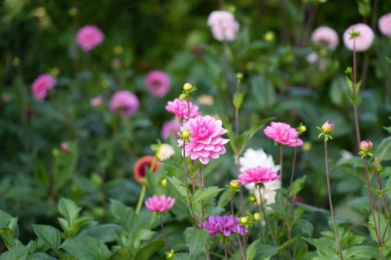 Roze dahlia's in zomerbloemen border - tuinontwerp Nieuwkoop