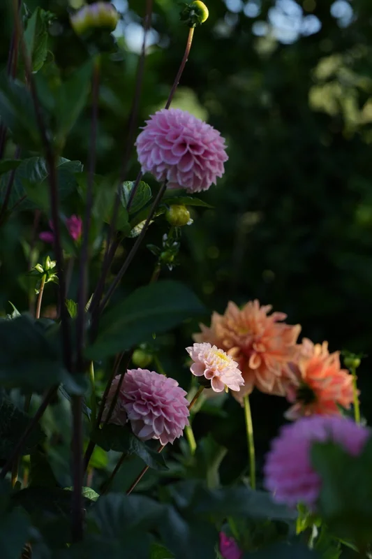 Dahlia border - tuinarchitect Mijdrecht Noordse Dorp