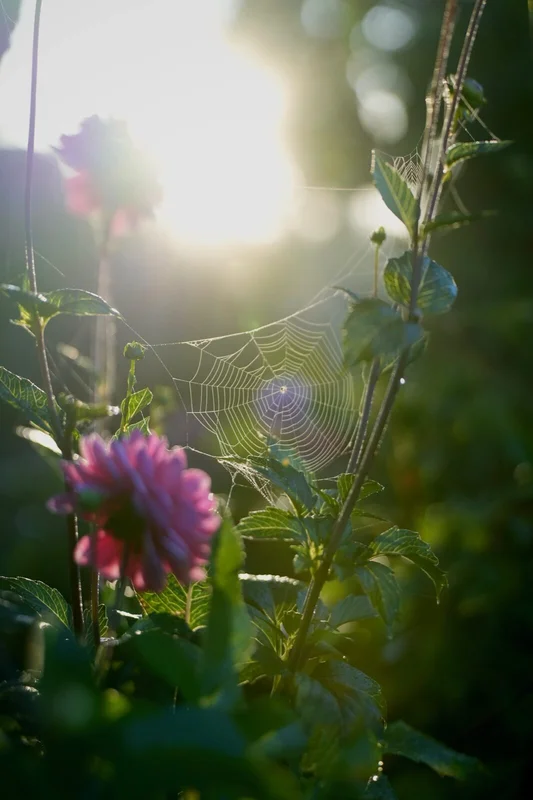 Dahlia met spinnenweb in ochtendlicht - tuinontwerp Zevenhoven