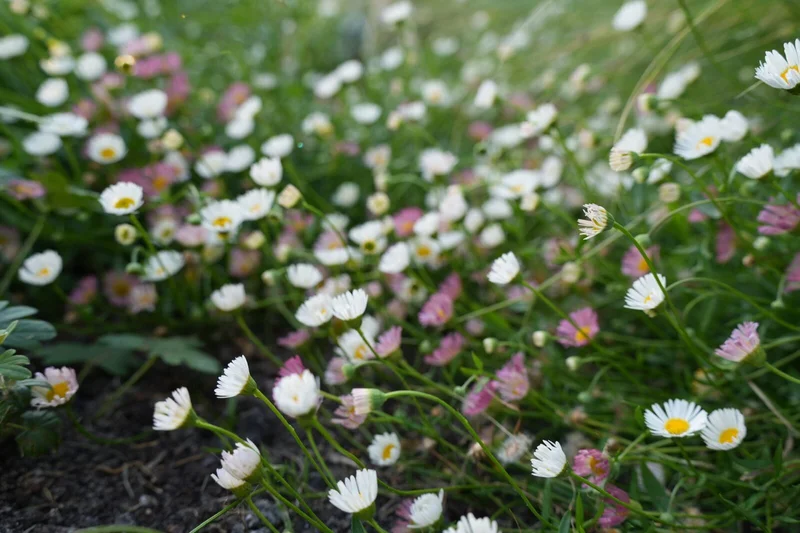 Sfeervolle tuinplanten - beplantingsadvies Noordse Dorp De Ronde Venen